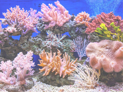 5 Tipps um klimafreundlich und Korallen schützend zu reisen