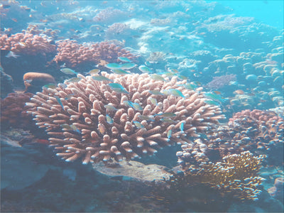 Nachhaltig produzierte MASCHALINA Ohrringe kaufen und Korallenriffe schützen